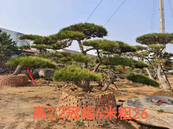 造型油松