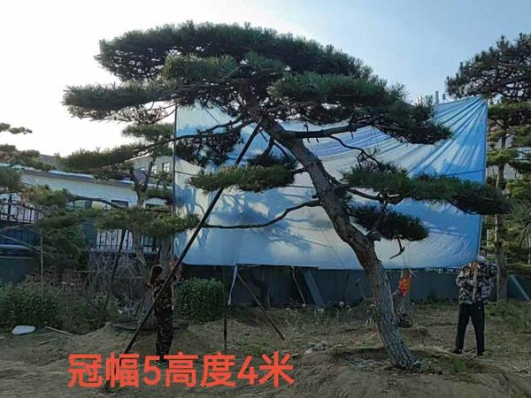 造型油松