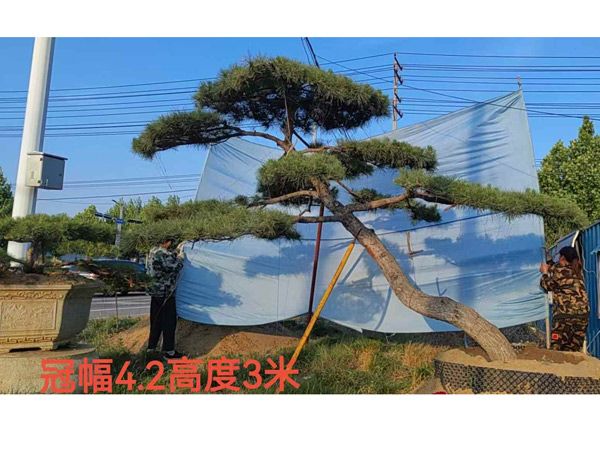 造型油松