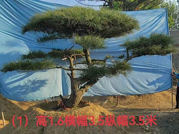 造型油松