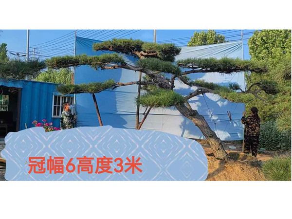 造型油松